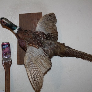 May include: Taxidermied pheasant mounted on a wooden plaque, wings outstretched. The bird has brown, tan, and white feathers with a green and black head. A can of soda is placed on a wooden stand below the bird.