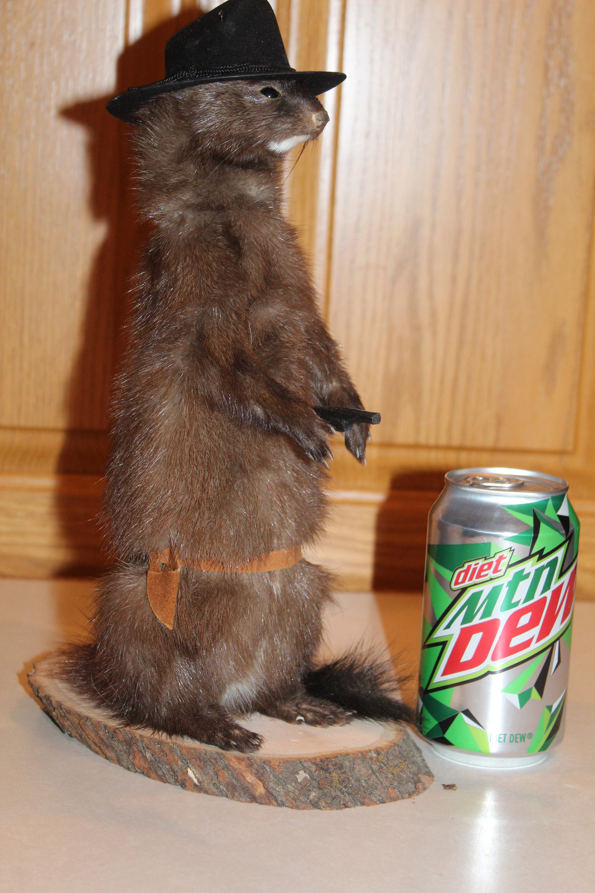 Taxidermy Cowboy Mink Mount Novelty Whitetail Deer Log Cabin Decor Weasel Skunk