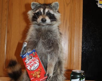 New Raccoon Mount Taxidermy Antler Candy Cracker Jack Novelty Whitetail Deer Fur