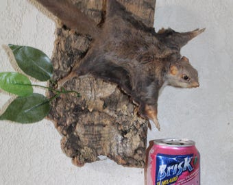 Taxidermy Flying Squirrel Chipmunk Mount Novelty Present Whitetail Deer Log Cabin Decor
