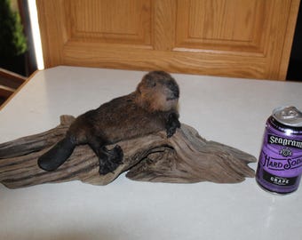 New Taxidermy Baby Beaver Mount Novelty Whitetail Deer Log Cabin Decor Otter