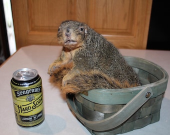 New Taxidermy Basket Squirrel Mount Novelty Whitetail Deer Log Cabin Decor