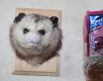 New Opossum Mount Taxidermy Whitetail Deer Log Cabin Antler Decor Mule Novelty