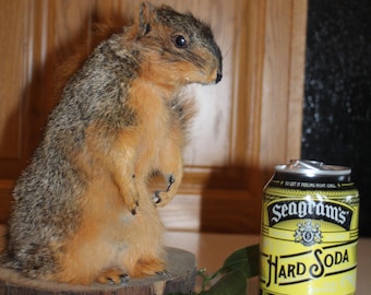 Taxidermy Squirrel Chipmunk Mount Novelty Present Whitetail Deer Log Cabin Decor