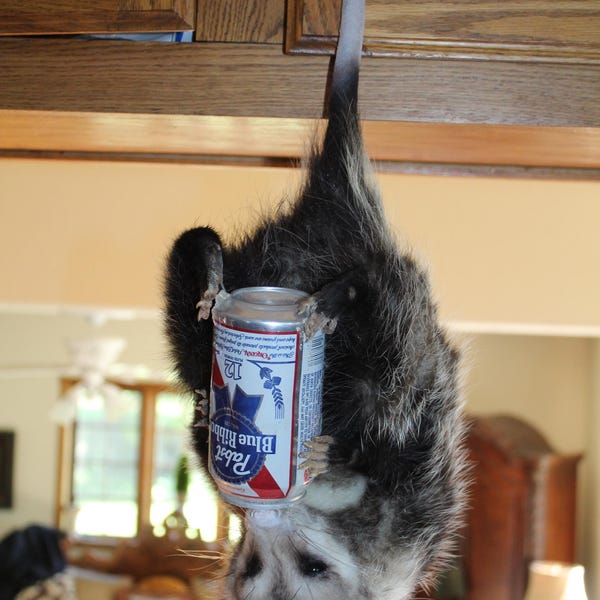 Newly Mounted Hanging Opossum Mount Taxidermy Whitetail Deer Shed Antler Log Cabin Decor Mule Novelty