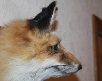 New Red Fox Head Mount Taxidermy Whitetail Deer Antler Mule Hunt