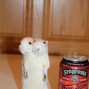 May include: A taxidermied two-headed squirrel stands upright next to a can of Seagram's Hard Soda Cherry Cola. The soda can is red with white text and the squirrel is white.
