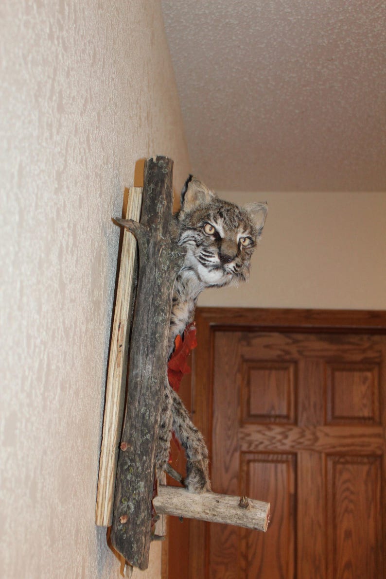 Rustic Bobcat Bobcat Taxidermy Log Cabin Decor Mount Mancave Fur Hide Pelt Whitetail ...