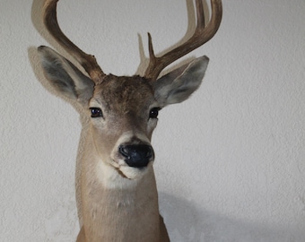 Whitetail Deer Head Shoulder Mount Taxidermy Cape Shed Antler Hunt Hat Rack Mule