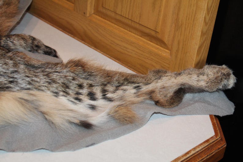 New Bobcat Mount Rug Tanned Leather Taxidermy Fur Hide Pelt - Etsy