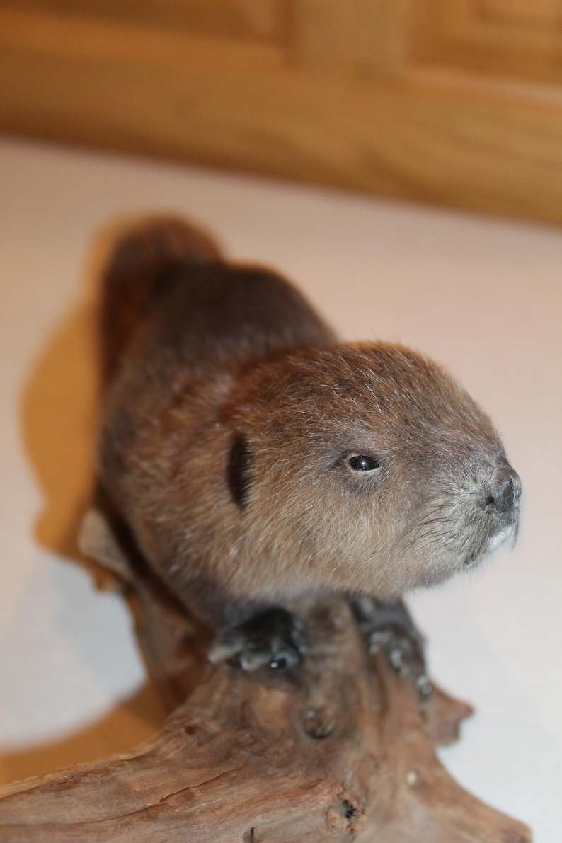 New Taxidermy Baby Beaver Mount Novelty Whitetail Deer Log Cabin Decor ...