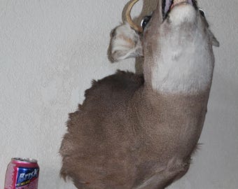 Whitetail Deer Head Shoulder Mount Taxidermy Cape Shed Antler Hunt Hat Rack Mule