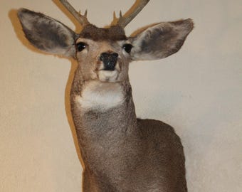 Mule Deer Head Shoulder Mount Taxidermy Cape Shed Antler Hunt Whitetail