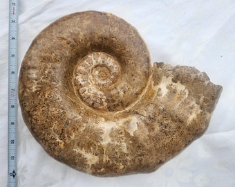 E4635x 大型化石 アンモナイト きれいな縫合パターン 大型 3.0