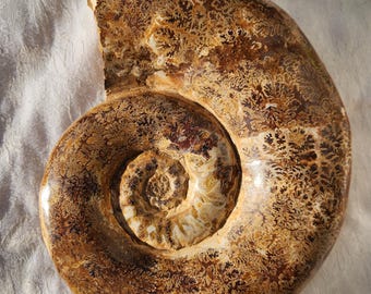 E4635x 大型化石 アンモナイト きれいな縫合パターン 大型 3.0 インチ