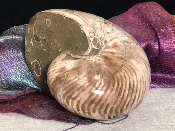 Rare Extra Large Nautilus Fossil Etsy Canada