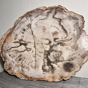 Extra Large Petrified Wood Slab