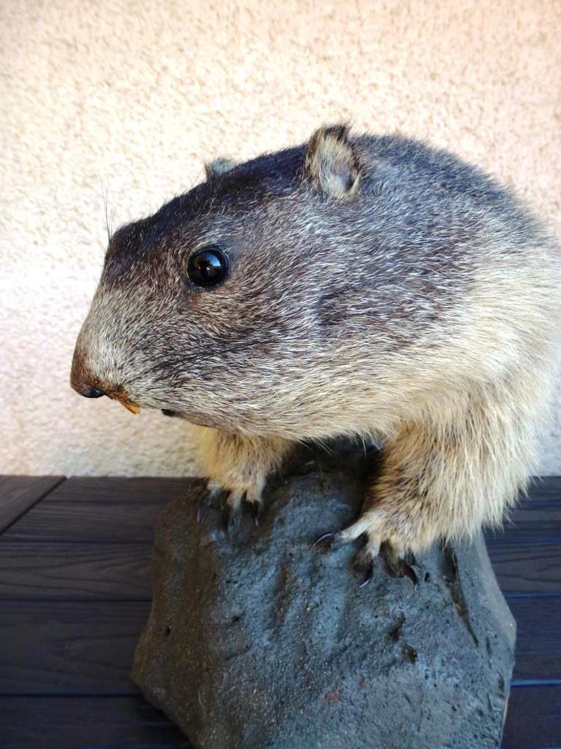 Vintage Taxidermy Marmot Murmeltier Groundhog Full-Body Mount Tierpr\u00e4parat