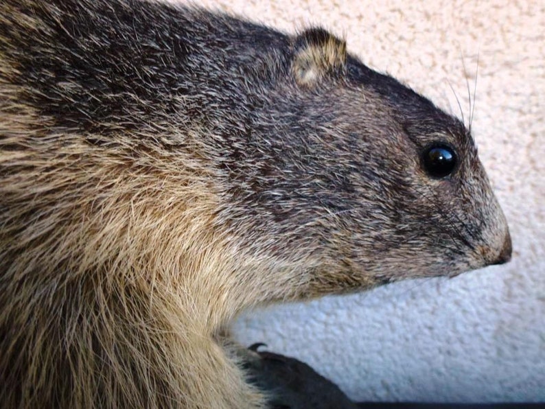 Vintage Taxidermy Marmot Murmeltier Groundhog Full-Body Mount Tierpr\u00e4parat