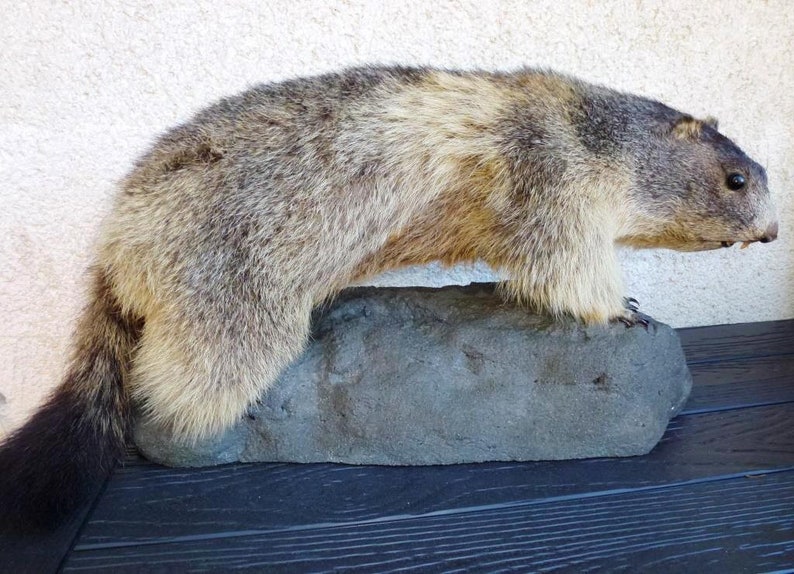 Vintage Taxidermy Marmot Murmeltier Groundhog Full-Body Mount Tierpr\u00e4parat