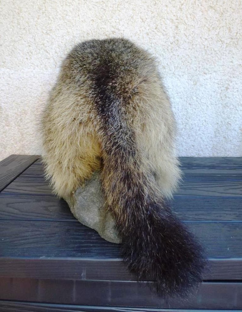 Vintage Taxidermy Marmot Murmeltier Groundhog Full-Body Mount Tierpr\u00e4parat