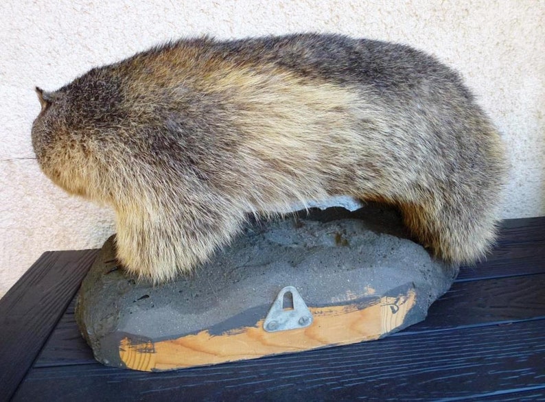 Vintage Taxidermy Marmot Murmeltier Groundhog Full-Body Mount Tierpr\u00e4parat