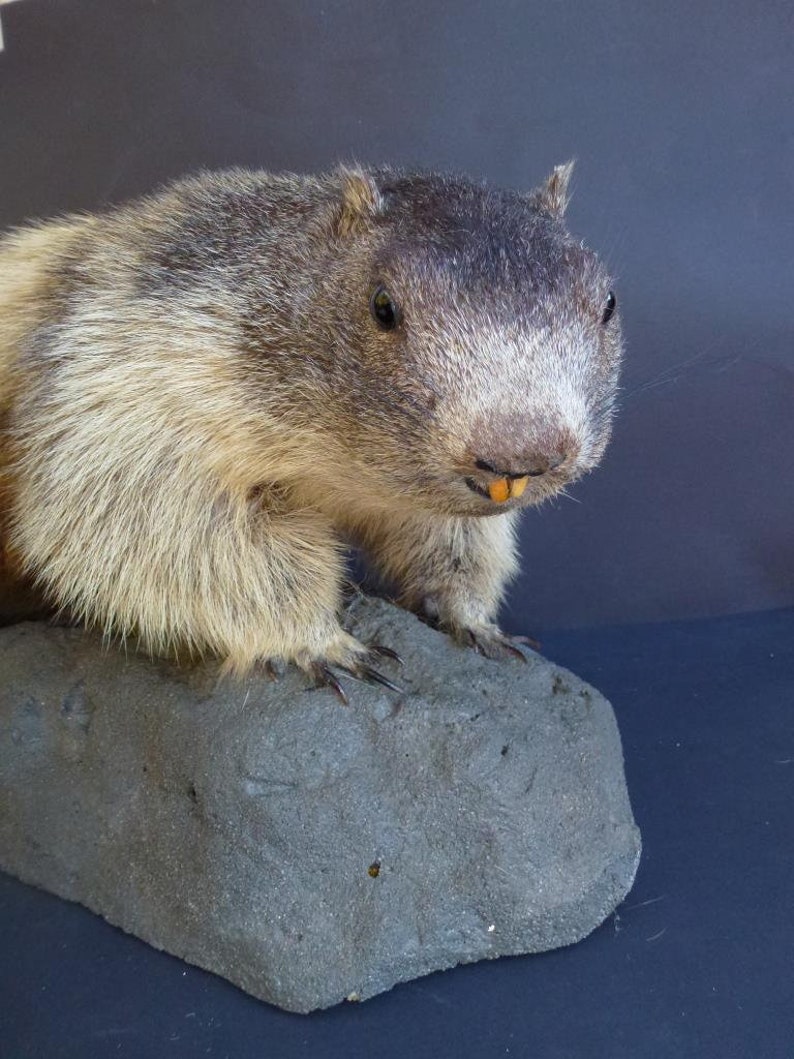 Vintage Taxidermy Marmot Murmeltier Groundhog Full-Body Mount Tierpr\u00e4parat