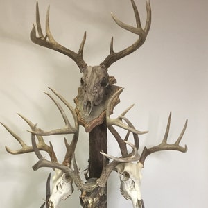 Bag R Buck Euro Rax Trophy Tree 67 Inch Barnwood Top Plaque and Base