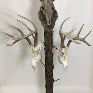 May include: Three white deer skulls mounted on a wooden branch with a gray base. The skulls are mounted in a way that makes them look like they are growing from the branch. The branch is attached to a gray base. The base is round and has a rough texture. The text "Bag R Buck Customs" is visible in the bottom left corner of the image.