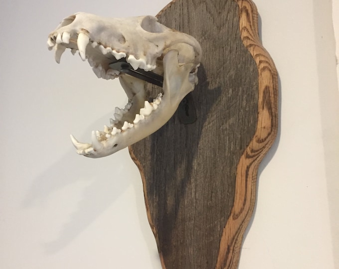 Bag R Buck Euro Rax Skull Mounting Bracket 3 Pack White 14g