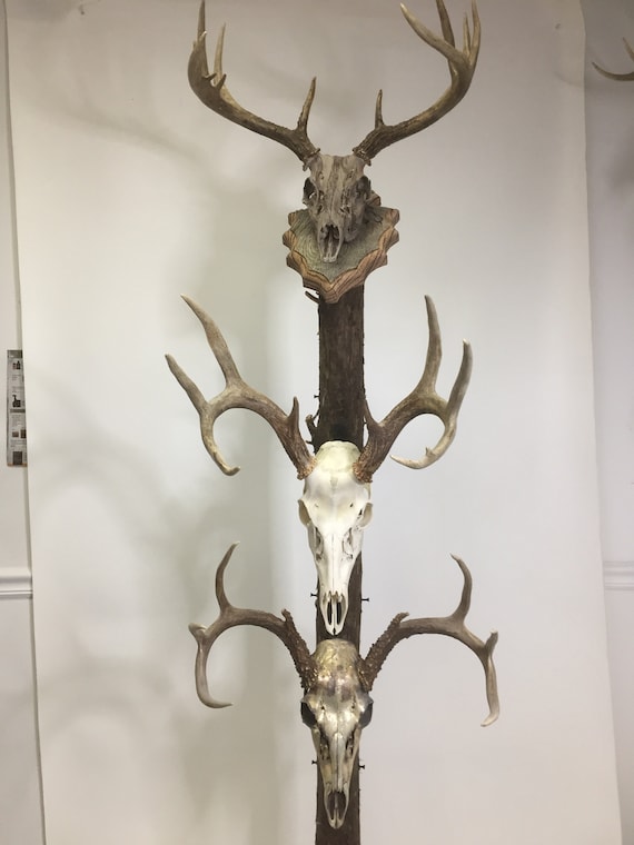 Bag R Buck Euro Rax Trophy Tree 67 Inch Barnwood Top Plaque and