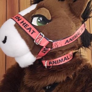 Animal In Heat Nylon Harness Muzzle or Collar