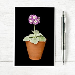 Carte Auricula - Théâtre victorien Auricula - Carte de voeux florale unique pour les amateurs de fleurs et de plantes
