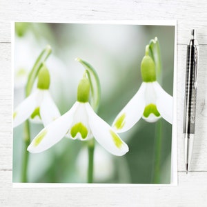 Carte de voeux perce-neige - perce-neige uniques - carte de naissance de janvier pour les amoureux des fleurs et des plantes