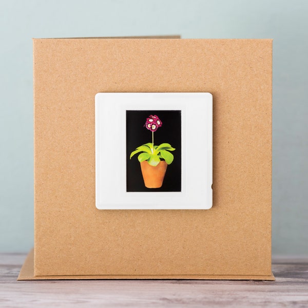 Auricula Etsy Auricula etsy