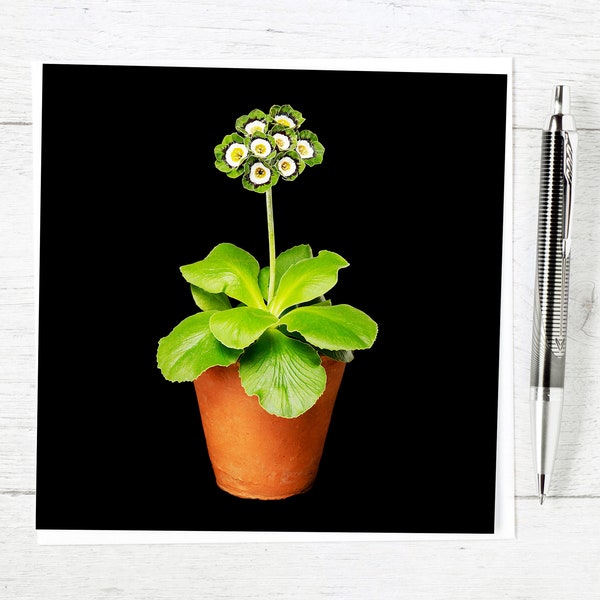 Auricula Card - Victorian Auricula Theatre - Unique floral greetings card for flower and plant lovers