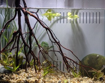 6 - 12 inch Tall Banyan Tree Roots Fresh Cut Natural Manzanita Aquarium Fish Tank Decorations Terrarium