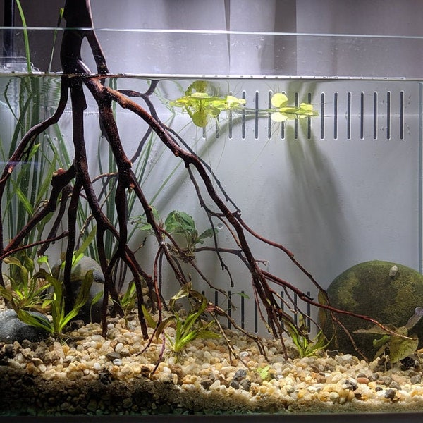 Commande personnalisée de 12 à 16 pouces de hauteur, racines de banian, décorations de réservoir de poissons d'aquarium de Manzanita naturelles, terrarium