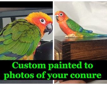 How Much Petco Parrot Price Sun Conure Parrot Jenday Conure Price