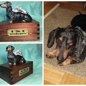 Puede incluir: Urna de madera para mascotas con una figura de perro salchicha con alas de &aacute;ngel. La urna tiene una placa de lat&oacute;n que dice "Blue Forever & Always A Good Boy". El perro salchicha es negro y marr&oacute;n.