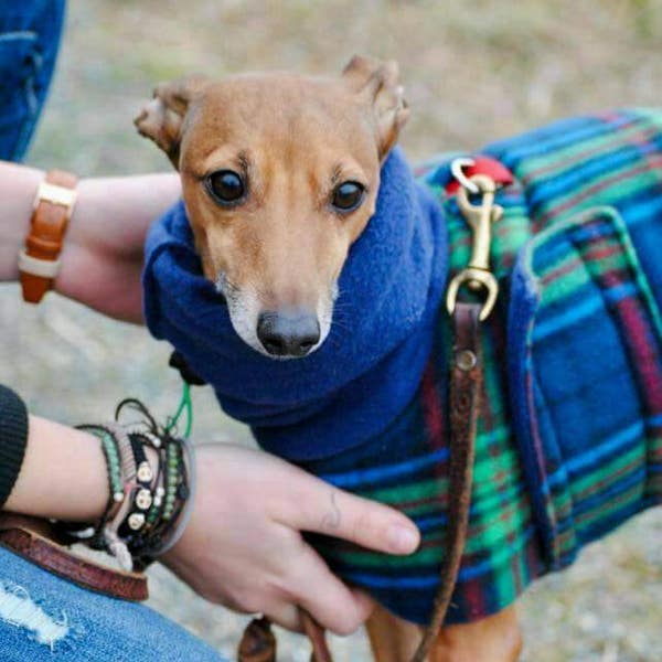 Custom Italian Greyhound Blanket Style Fleece Walking coat. For IGGYS, Whippets and other custom Pups