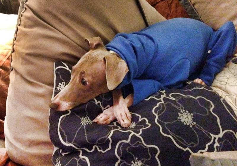 Custom Italian Greyhound Summer weight Jersey Knit one piece body sui…