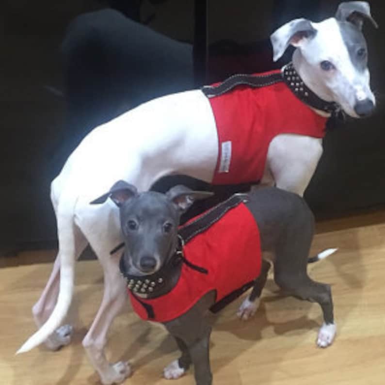 Custom Italian Greyhound Reversible Harness Vests for IGGYs Etsy