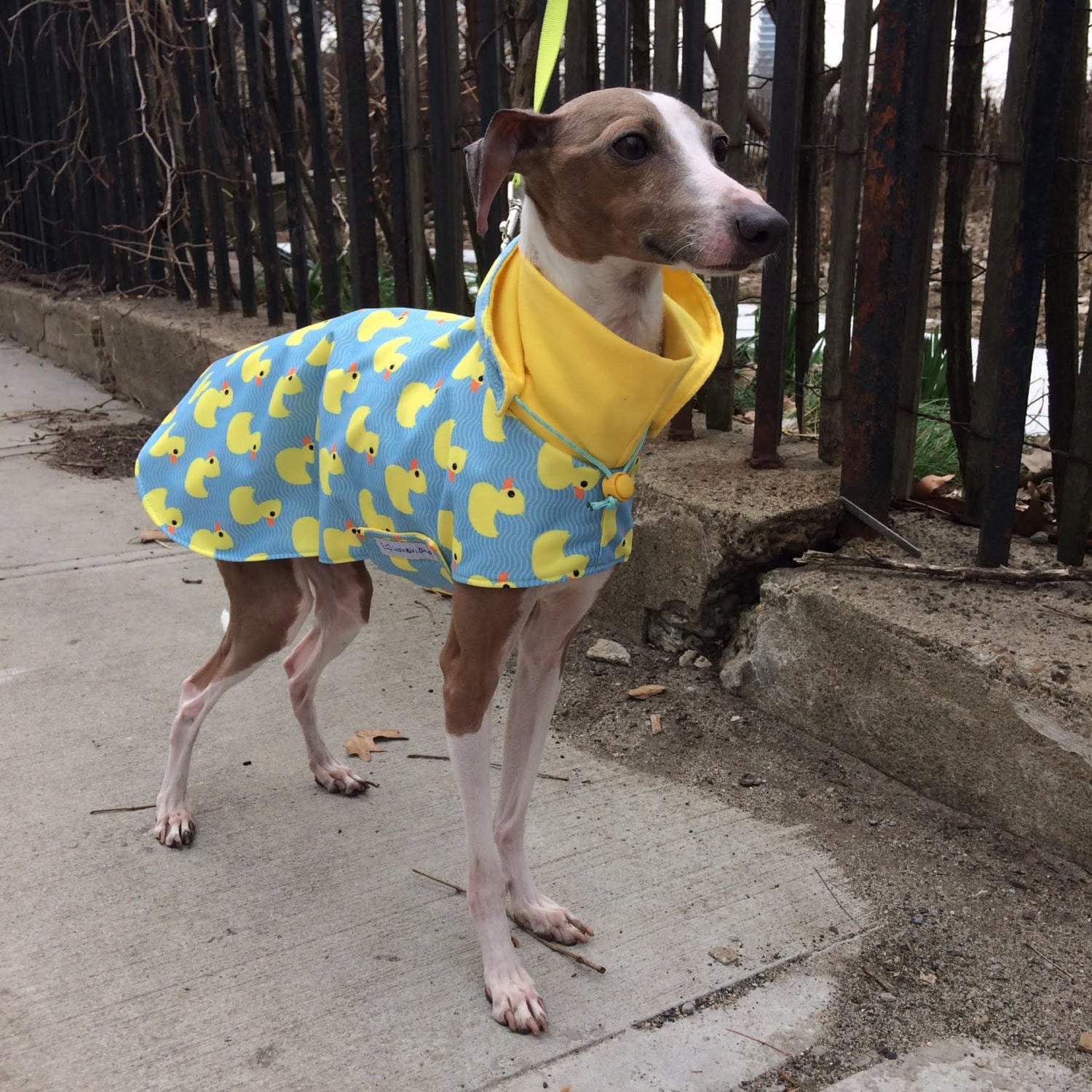 Custom Italian Greyhound Blanket Style Raincoat. Iggy Rainsuit, Cute …