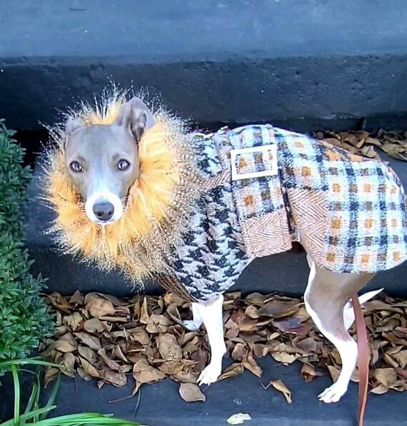 Italian greyhound top clothes for winter
