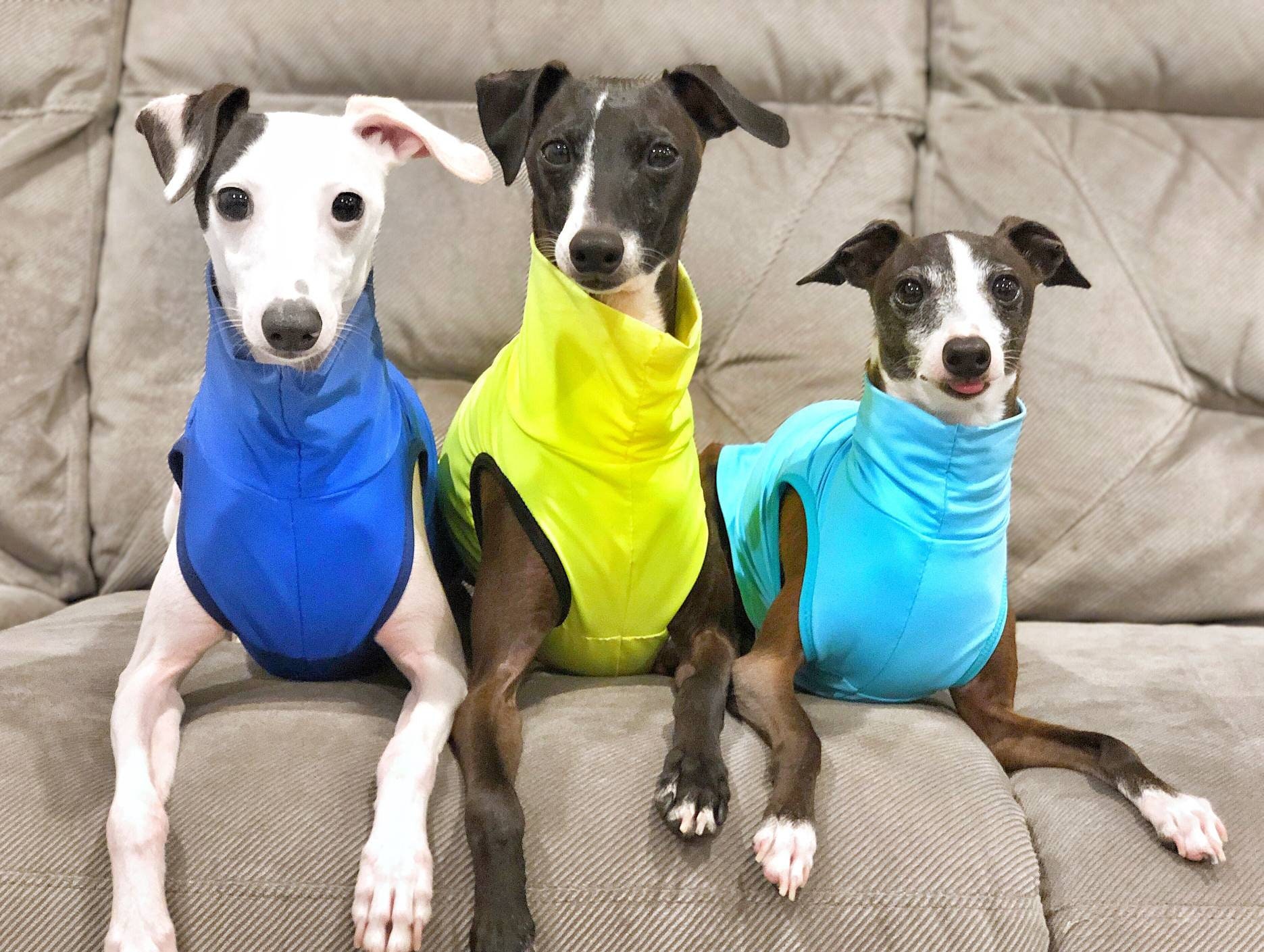 UV Custom Italian Greyhound T shirts and sleeveless turtle necks. UV …