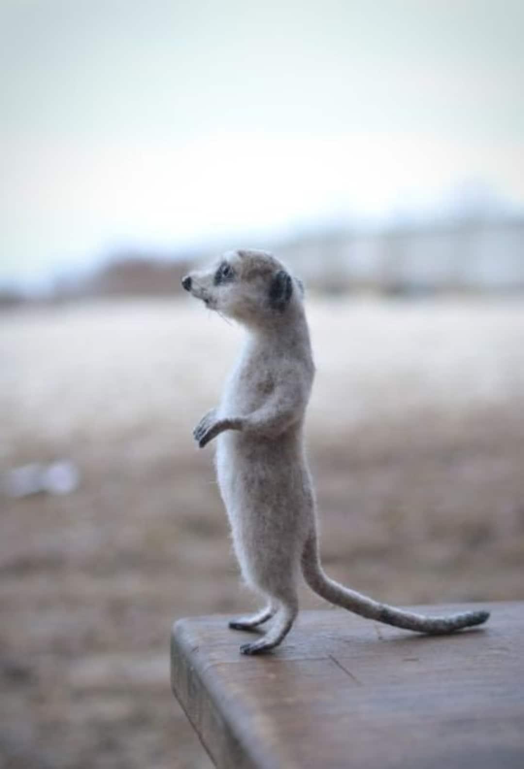 MADE TO ORDER! Felted meerkat, Meerkat cute, Meerkat gray