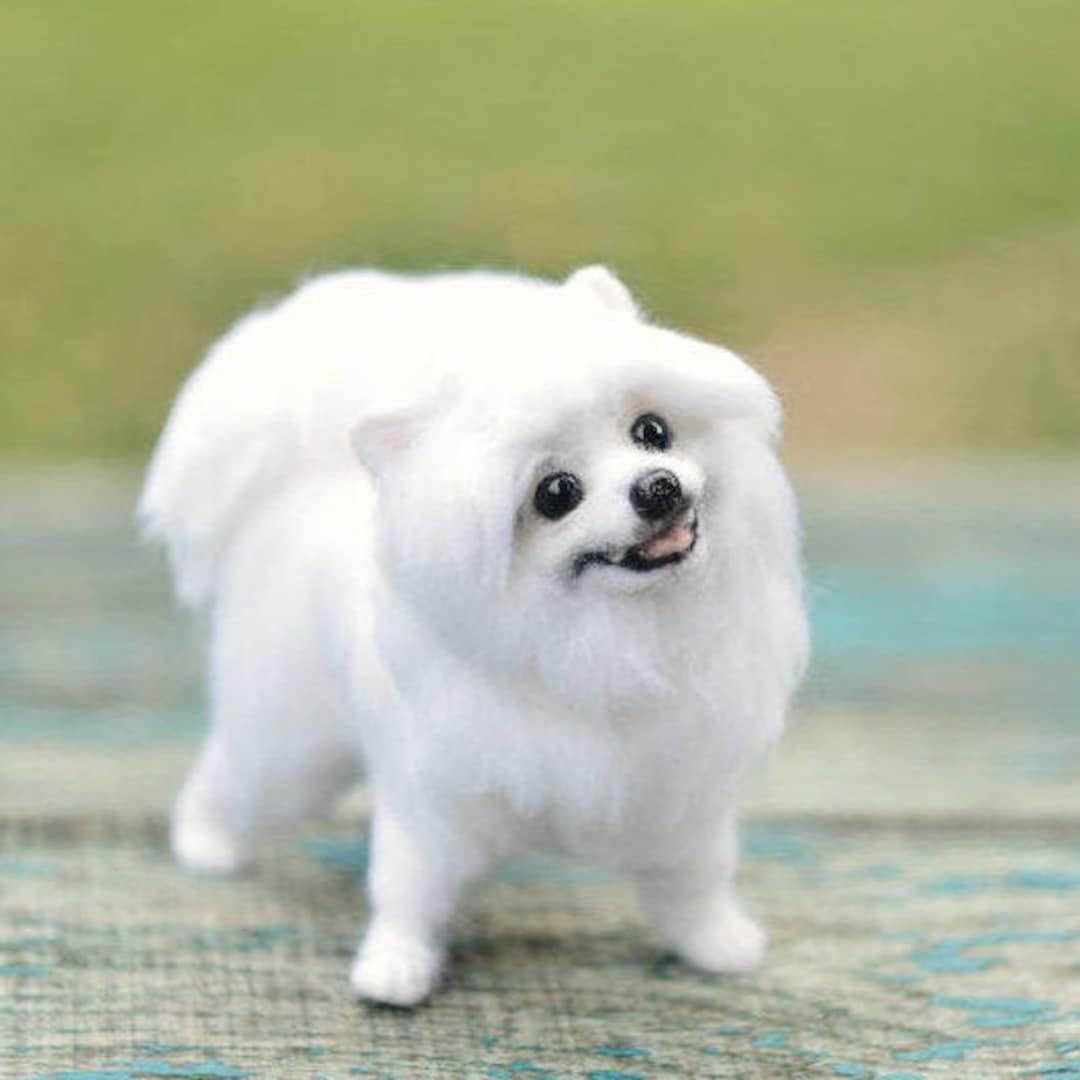 Dog Breed Baby Spitz Dog 9+ Thousand German Spitz Puppy Royalty