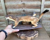 Lovely Preserved Vintage Stoat on Wood Taxidermy Mount Mammal Oddity Curio Home Decor Natural