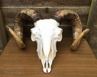 ram horns Large Real ram horns On medallion